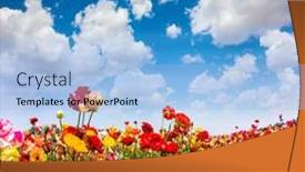  Presentation with garden - Amazing slide set having multicolored-garden-buttercups backdrop and a light blue colored foreground