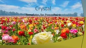  Presentation with world diabetes day - Theme having multicolored-garden-buttercups background and a light blue colored foreground