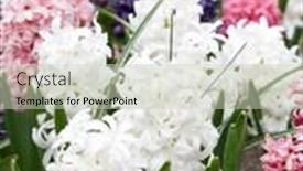  Presentation with bloom - Amazing theme having multicolored hyacinths in bloom backdrop and a soft green colored foreground