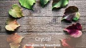  Presentation with circle - Colorful PPT layouts enhanced with multicolored-leaves-are-harmoniously-arranged backdrop and a coral colored foreground