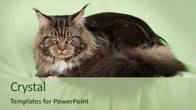  Presentation with maine - Slide deck having constructure - detail of jangandang in gyeongbok background and a tawny brown colored foreground