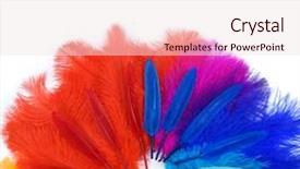  Presentation with carnival - Colorful presentation design enhanced with multicolored ostrich feathers on white backdrop and a sky blue colored foreground