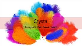  Presentation with multicolor - Beautiful slide set featuring multicolored ostrich feathers on white backdrop and a red colored foreground