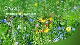  Presentation with jasmine flower gratis - Audience pleasing slide deck consisting of multicolored wildflowers closeup flower background backdrop and a forest green colored foreground