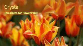  Presentation with tulip - PPT theme enhanced with multicolored-yellow-orange-tulip-flowers background and a tawny brown colored foreground