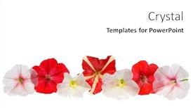  Presentation with floral - Audience pleasing slides consisting of multicolour-petunia-floral-frame-isolated backdrop and a white colored foreground