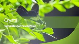  Presentation with dragonfly - Colorful slides enhanced with multifaceted - beautiful blue dragonfly on branch backdrop and a seafoam green colored foreground