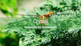  Presentation with dragonfly - Beautiful slide set featuring multifaceted - beautiful dragonfly on softwood branch backdrop and a  colored foreground