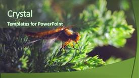  Presentation with dragonfly - Colorful presentation theme enhanced with multifaceted - beautiful dragonfly on softwood branch backdrop and a tawny brown colored foreground