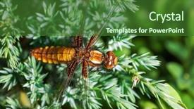 Presentation with dragonfly - Presentation theme featuring multifaceted - beautiful dragonfly on softwood branch background and a  colored foreground