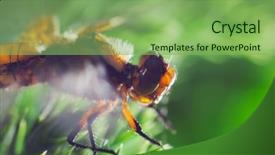  Presentation with dragonfly - Presentation design enhanced with multifaceted - beautiful dragonfly on softwood branch background and a  colored foreground