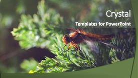  Presentation with dragonfly - Audience pleasing slide set consisting of multifaceted - beautiful dragonfly on softwood branch backdrop and a ocean colored foreground