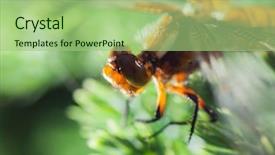  Presentation with dragonfly - Slide set enhanced with multifaceted - beautiful dragonfly on softwood branch background and a mint green colored foreground