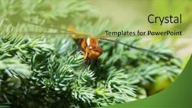  Presentation with dragonfly - Presentation theme consisting of multifaceted - beautiful dragonfly on softwood branch background and a yellow colored foreground