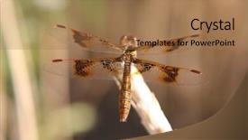  Presentation with dragonfly - Presentation design consisting of multifaceted - brown dragonfly background and a coral colored foreground