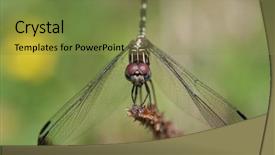  Presentation with dragonfly - PPT layouts enhanced with multifaceted - dragonfly looking back at you background and a gold colored foreground