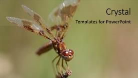  Presentation with dragonfly - PPT theme consisting of multifaceted - perched dragonfly background and a coral colored foreground