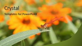  Presentation with dragon - Presentation theme having multifaceted - red dragon fly background and a gold colored foreground