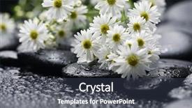  Presentation with water drops - PPT layouts featuring multiple alternatives - bouquet of chrysanthemum with black background and a  colored foreground