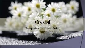  Presentation with art black and white marble - Slide deck having multiple alternatives - bouquet of white chrysanthemum background and a  colored foreground