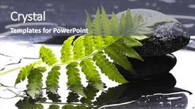  Presentation with spa stones leaves - Cool new presentation with multiple alternatives - spa black stones and leaves backdrop and a dark gray colored foreground