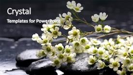  Presentation with spa stones leaves - Theme with multiple alternatives - spa black stones and leaves background and a  colored foreground