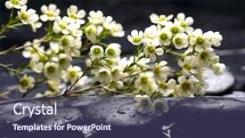  Presentation with spa stones leaves - Slides enhanced with multiple alternatives - spa stones and spring leaves background and a  colored foreground