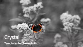  Presentation with flower beautiful lilac border - Theme featuring multiple antennas - b w image of beautiful background and a gray colored foreground