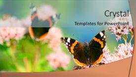 Presentation with butterflies - Presentation with multiple antennas - bright image of beautiful butterflies background and a light blue colored foreground