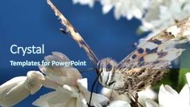  Presentation with lime green and white flower - Slide deck consisting of multiple antennas - butterfly on white flower background and a  colored foreground