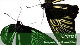  Presentation with blue and yellow green - Amazing slide set having multiple antennas - green and yellow butterflies isolated backdrop and a forest green colored foreground