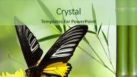  Presentation with focus - Slide set enhanced with multiple antennas - natural green background with selective background and a  colored foreground