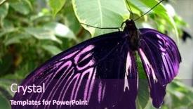  Presentation with hacker in pink and black - Presentation theme with multiple antennas - pink and black butterfly background and a wine colored foreground