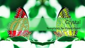  Presentation with red and yellow - PPT theme consisting of multiple antennas - red and yellow butterflies background and a seafoam green colored foreground