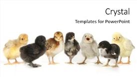  Presentation with chick - Beautiful slide set featuring multiple baby chick chickens lined backdrop and a white colored foreground