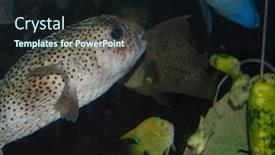  Presentation with fish aquarium - Theme featuring multiple fish feeding at aquarium background and a wine colored foreground