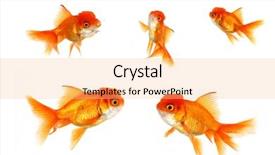  Presentation with goldfish - Slides with multiple goldfish on white isolated background and a coral colored foreground
