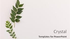  Presentation with plant growth - Colorful presentation design enhanced with multiple-green-leaves-on-twigs backdrop and a white colored foreground