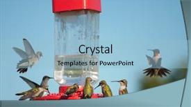  Presentation with hovering - Colorful slide set enhanced with multiple hummingbirds at feeder some backdrop and a light blue colored foreground