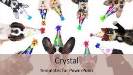  Presentation with birthday party - Presentation design with multiple pet animals isolated wearing background and a coral colored foreground