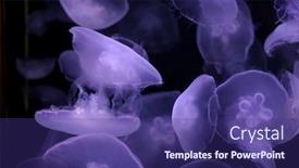  Presentation with jellyfish - Cool new presentation theme with multiple-purple-jellyfish backdrop and a violet colored foreground