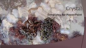  Presentation with jellyfish - Presentation theme featuring multiple-stranded-jellyfish-between-brown background and a light gray colored foreground