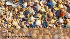 Presentation with sea shells - Theme having multitude-of-sea-shells background and a coral colored foreground