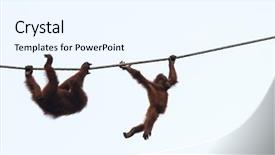  Presentation with animal - Slide set enhanced with mum and baby orangutans background and a sky blue colored foreground