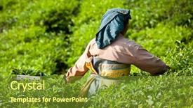  Presentation with tea leaves - Beautiful presentation featuring munnar india - december 7 woman backdrop and a tawny brown colored foreground