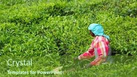  Presentation with munnar - 