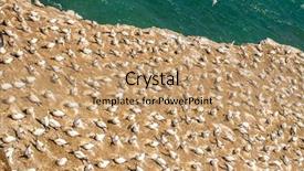  Presentation with west - Slide deck enhanced with muriwai gannet colony muriwai regional park west coast of the north island in auckland new zealand background and a coral colored foreground