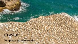  Presentation with west - PPT layouts having muriwai gannet colony muriwai regional park west coast of the north island in auckland new zealand background and a coral colored foreground