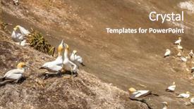  Presentation with west - Beautiful slide deck featuring muriwai gannet colony muriwai regional park west coast of the north island in auckland new zealand backdrop and a coral colored foreground