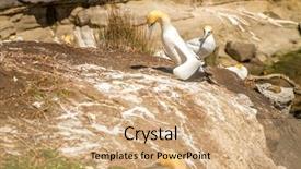  Presentation with new zealand - Slide set enhanced with muriwai-gannet-colony-muriwai-regional background and a coral colored foreground